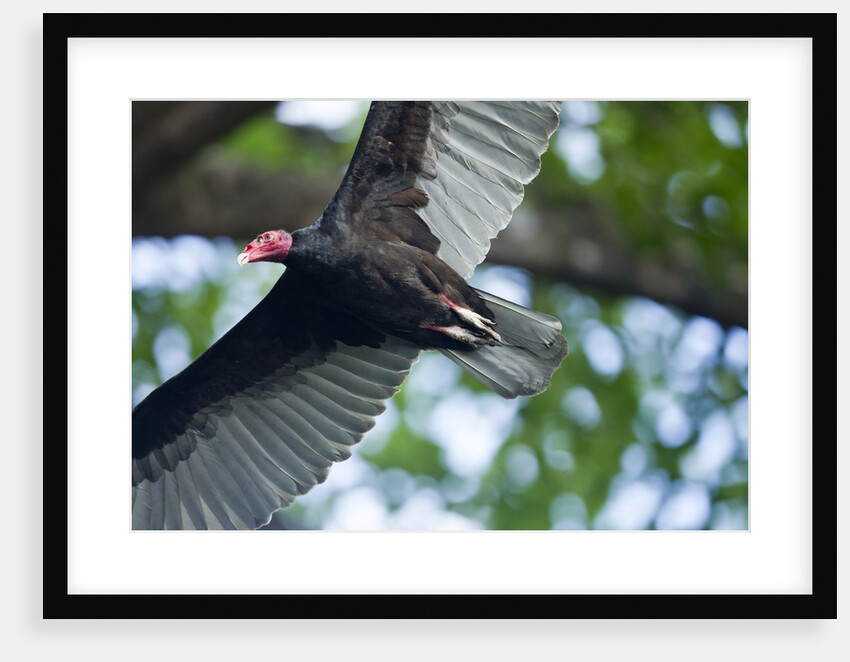 Black Vulture, Costa Rica by Anonymous