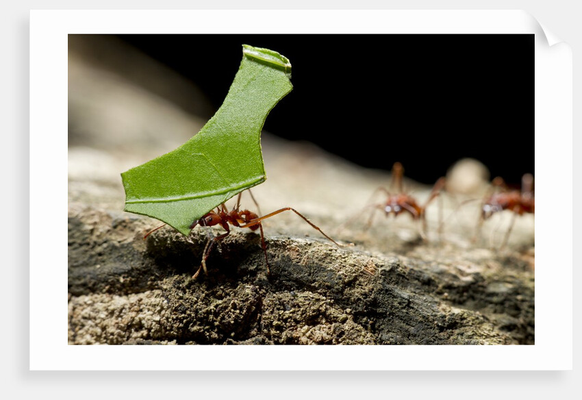 Leafcutter Ants, Costa Rica by Anonymous