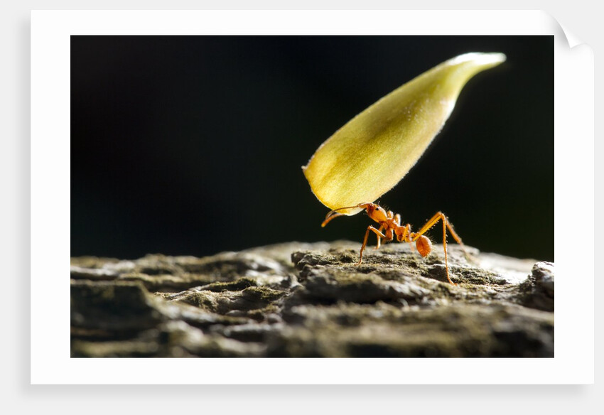 Leafcutter Ant, Costa Rica by Anonymous