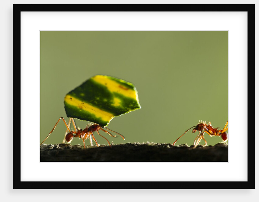 Leafcutter Ants, Costa Rica by Anonymous