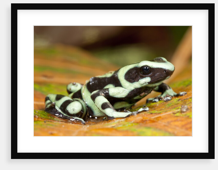 Poison Dart Frog, Costa Rica by Anonymous