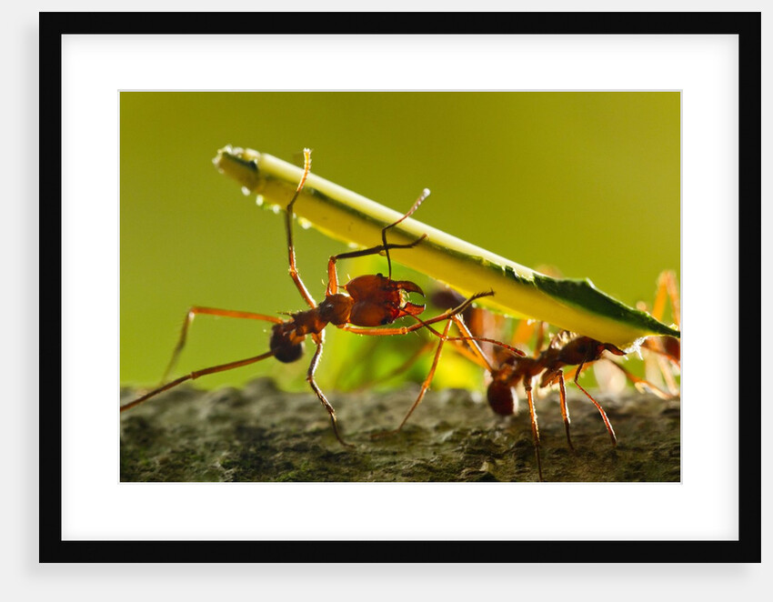 Leafcutter Ants, Costa Rica by Anonymous