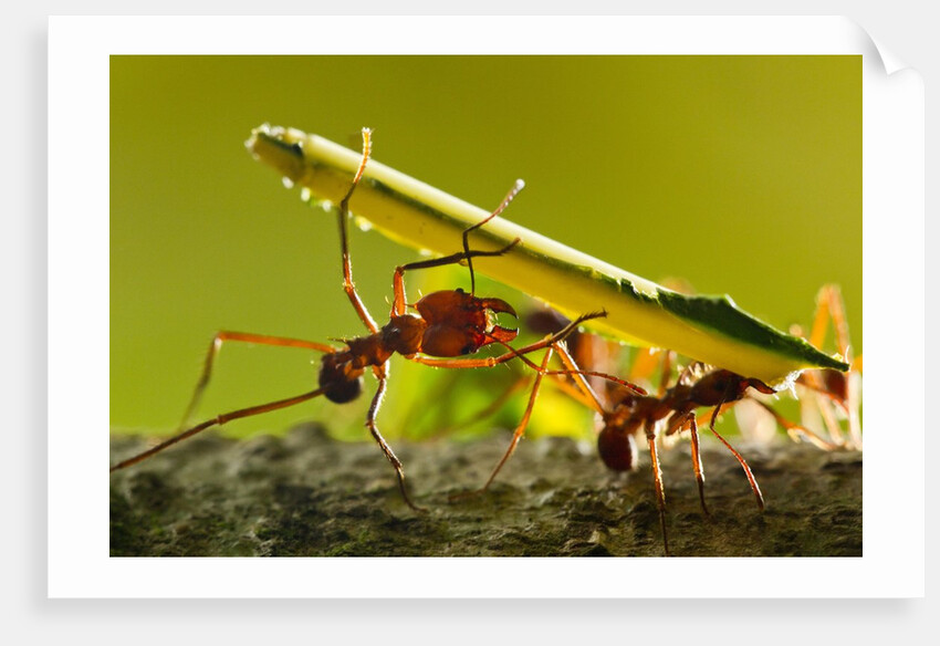 Leafcutter Ants, Costa Rica by Anonymous