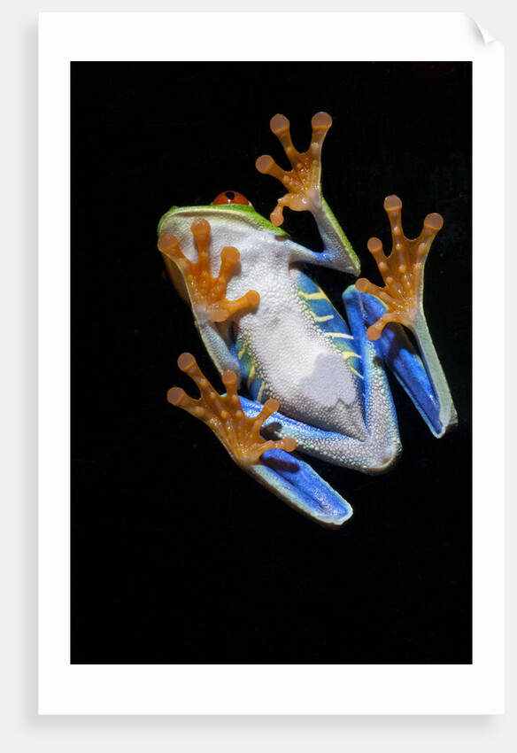 Red Eyed Tree Frog, Costa Rica by Anonymous