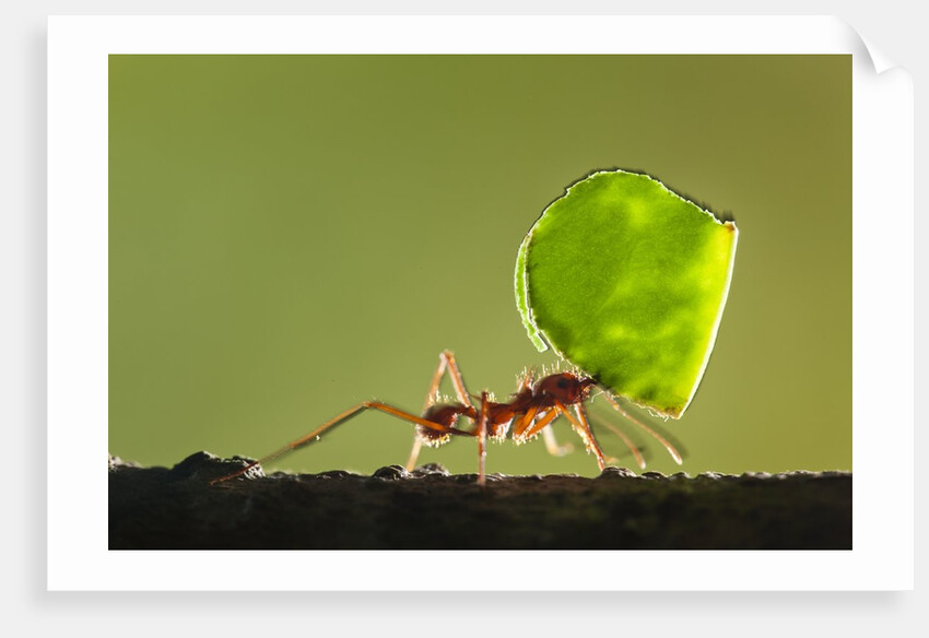 Leafcutter Ant, Costa Rica by Anonymous