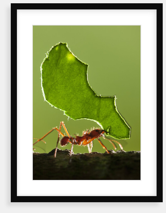 Leafcutter Ant, Costa Rica by Anonymous