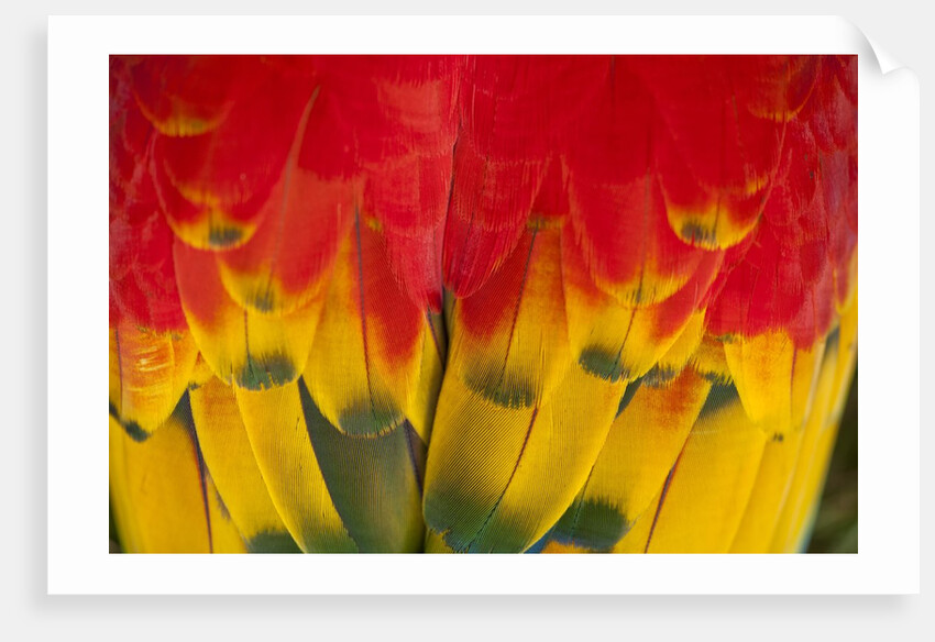 Scarlet Macaw, Costa Rica by Anonymous