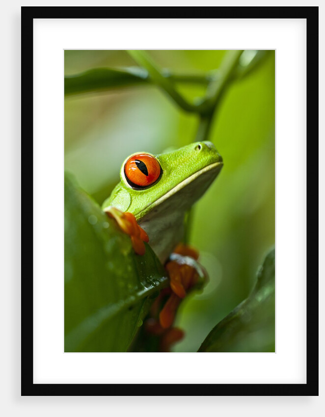 Red Eyed Tree Frog, Costa Rica by Anonymous