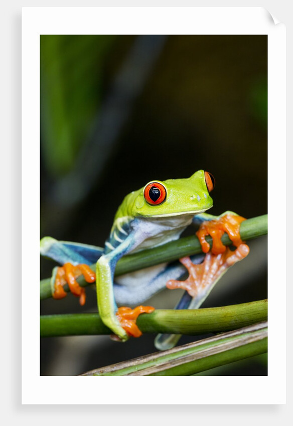 Red Eyed Tree Frog, Costa Rica by Anonymous