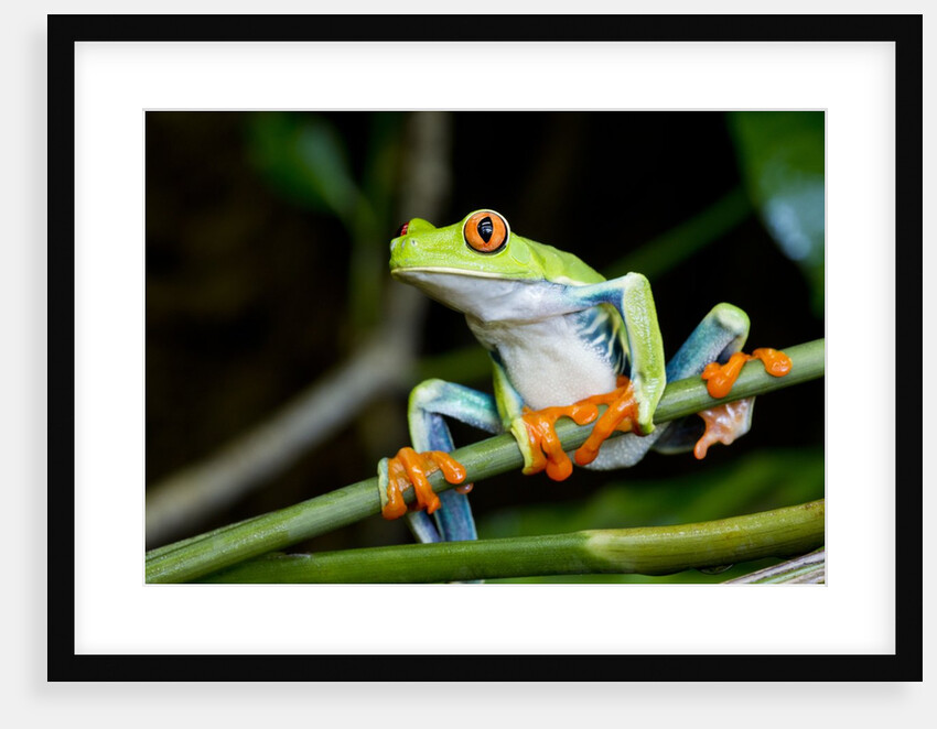 Red Eyed Tree Frog, Costa Rica by Anonymous