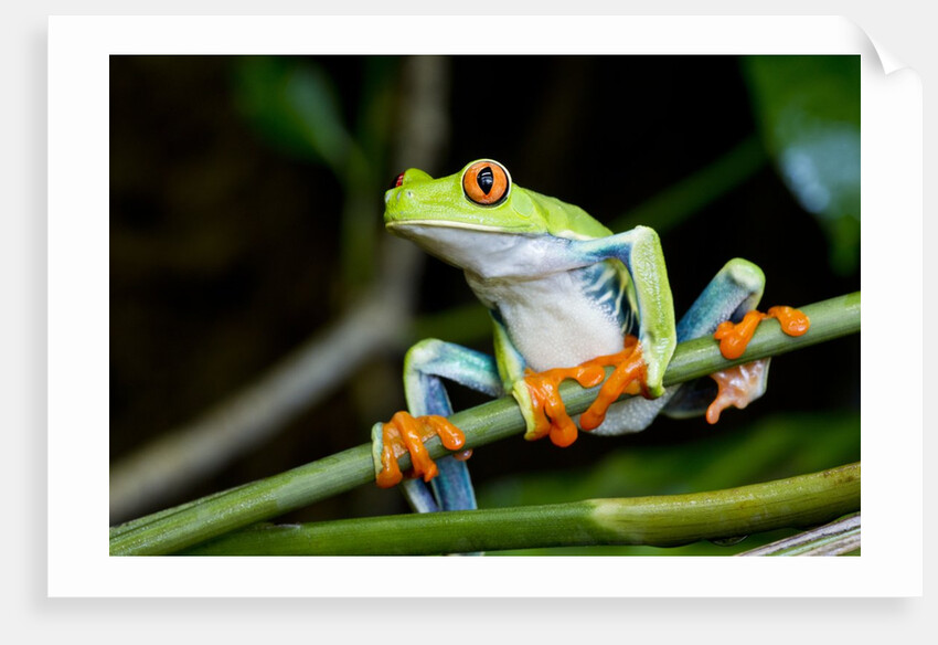 Red Eyed Tree Frog, Costa Rica by Anonymous
