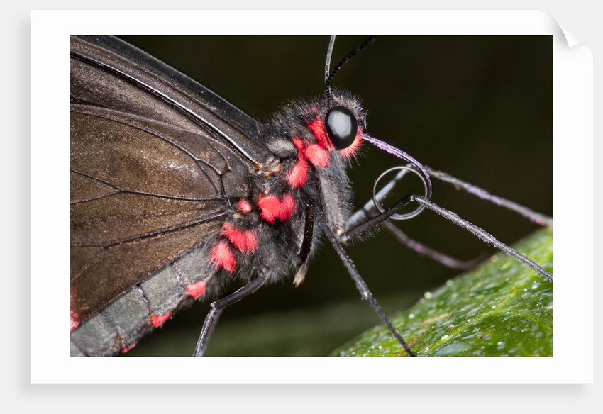 Green-Celled Cattleheart Butterfly, Costa Rica by Anonymous