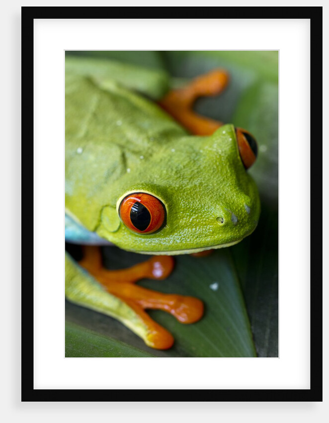 Red Eyed Tree Frog, Costa Rica by Anonymous