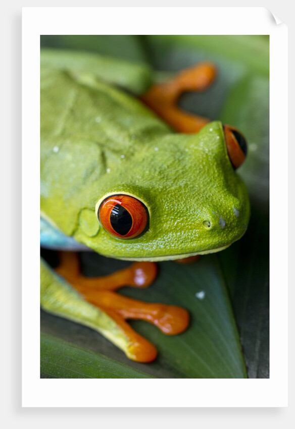 Red Eyed Tree Frog, Costa Rica by Anonymous