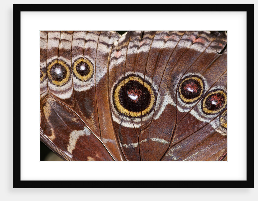 Blue Morpho Butterfly, Costa Rica by Anonymous