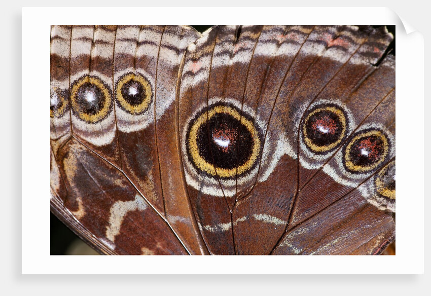 Blue Morpho Butterfly, Costa Rica by Anonymous