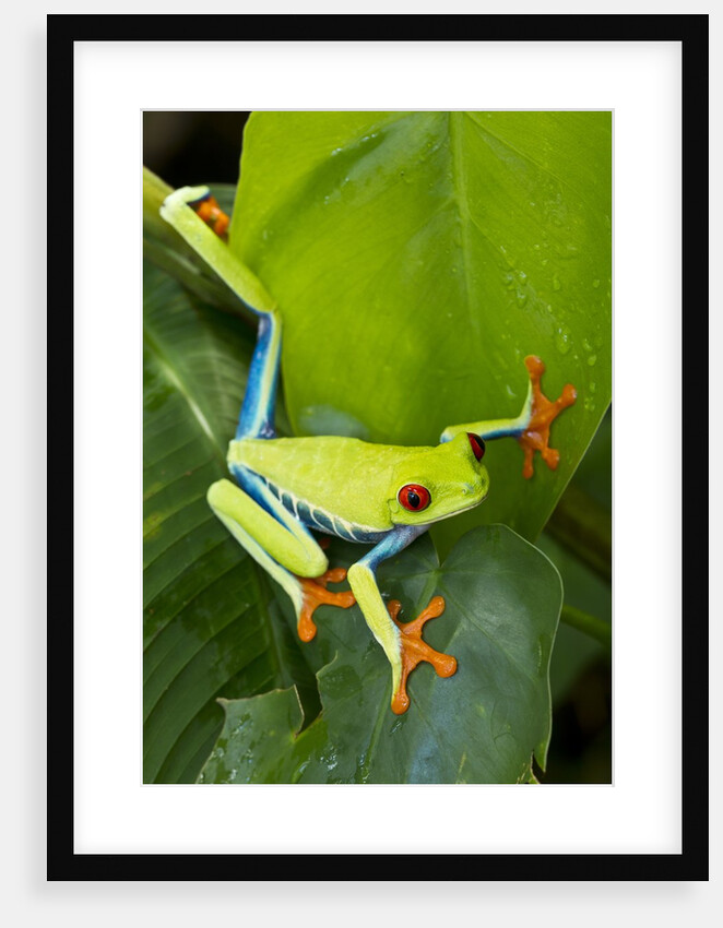 Red Eyed Tree Frog, Costa Rica by Anonymous