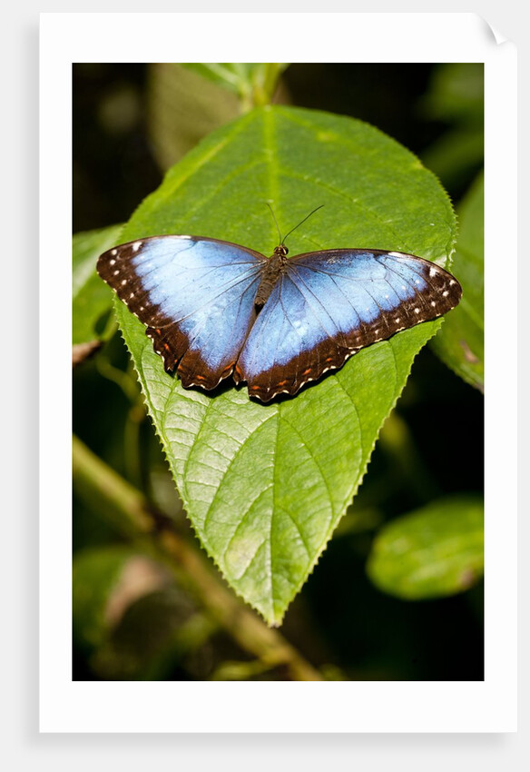 Blue Morpho Butterfly, Costa Rica by Anonymous