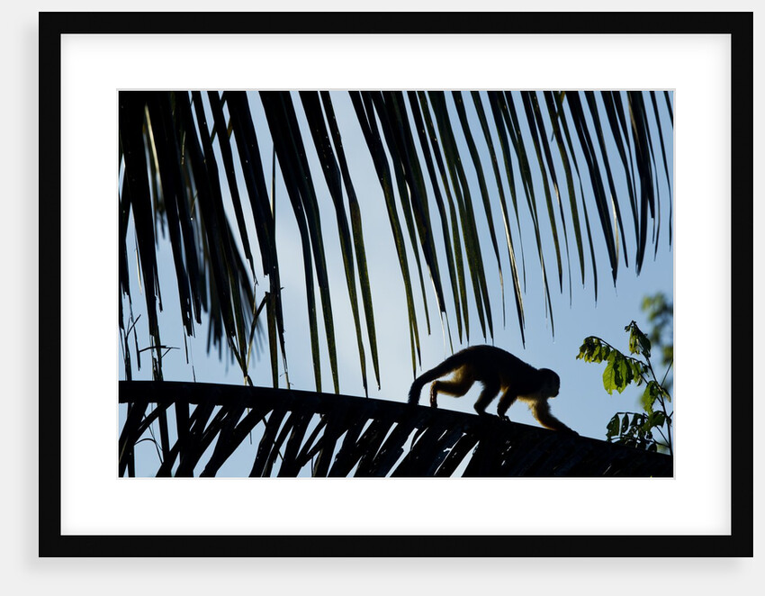 Spider Monkey, Costa Rica by Anonymous