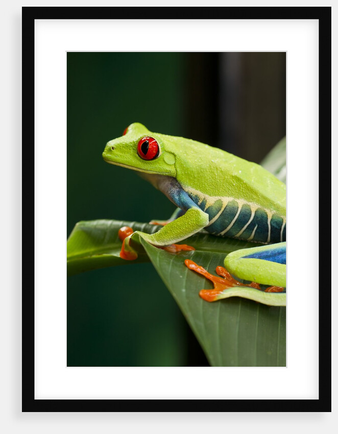 Red Eyed Tree Frog, Costa Rica by Anonymous