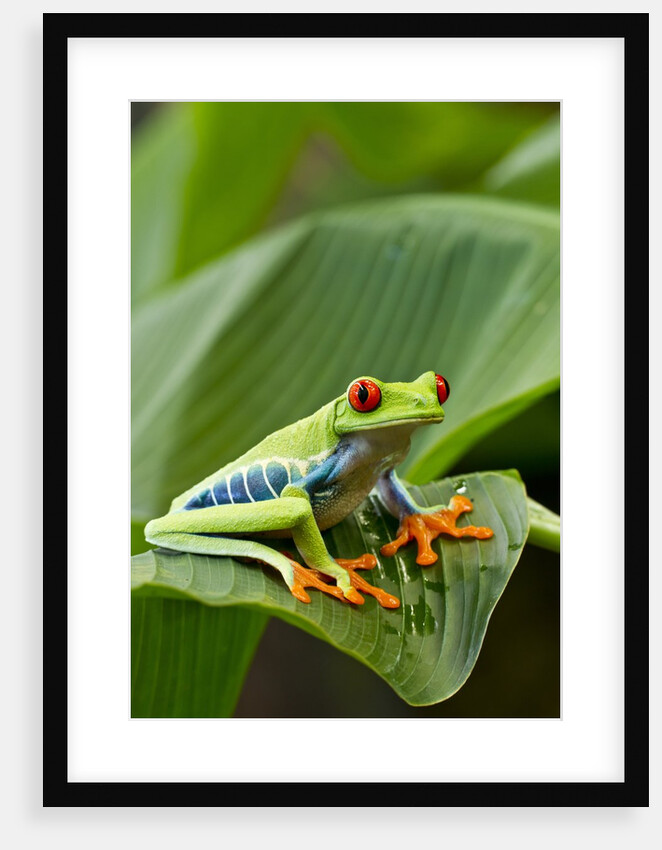 Red Eyed Tree Frog, Costa Rica by Anonymous