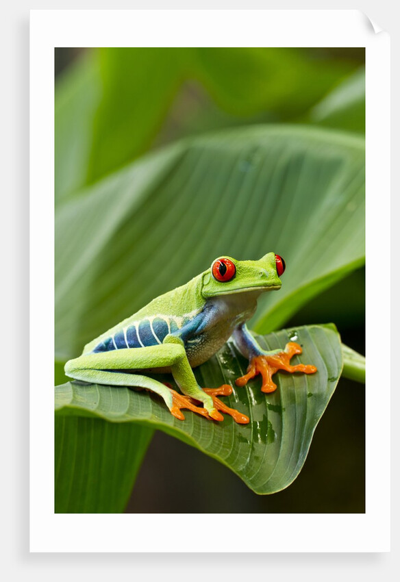Red Eyed Tree Frog, Costa Rica by Anonymous