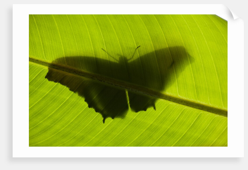 Butterfly, Costa Rica by Anonymous
