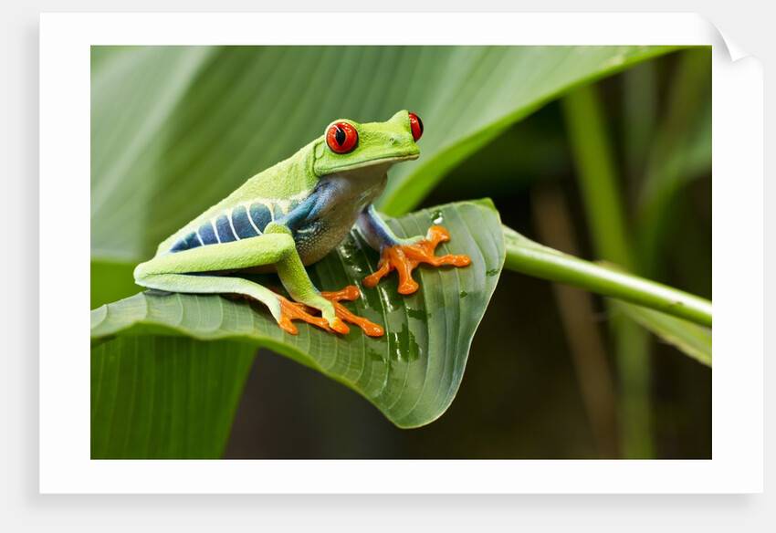 Red Eyed Tree Frog, Costa Rica by Anonymous