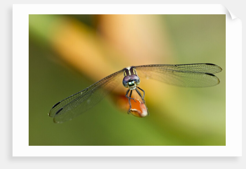 Dragonfly, Osa Peninsula, Costa Rica by Anonymous