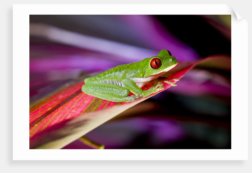 Red Eyed Tree Frog, Costa Rica by Anonymous
