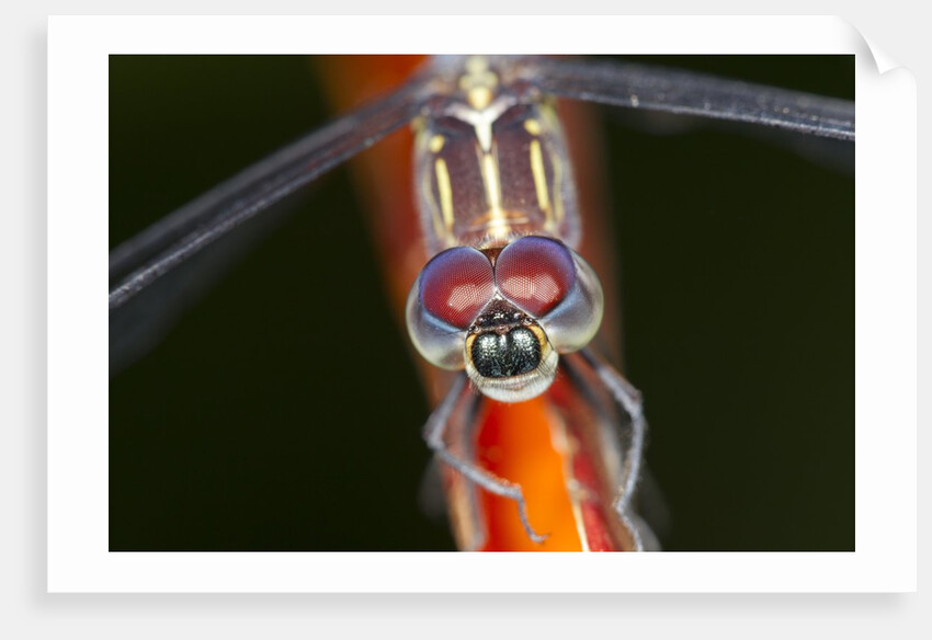 Dragonfly, Osa Peninsula, Costa Rica by Anonymous