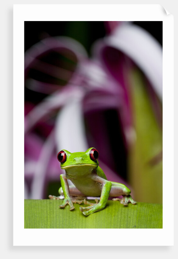 Red Eyed Tree Frog, Costa Rica by Anonymous