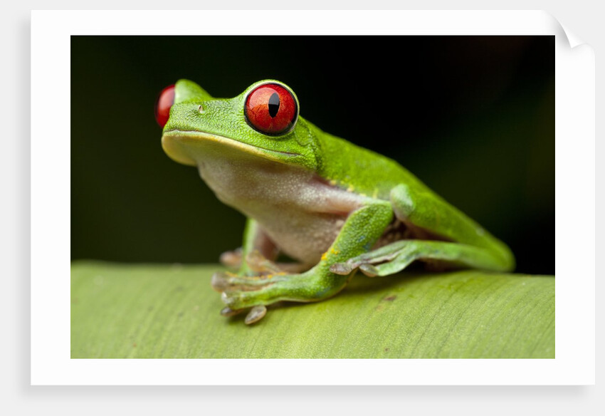 Red Eyed Tree Frog, Costa Rica by Anonymous