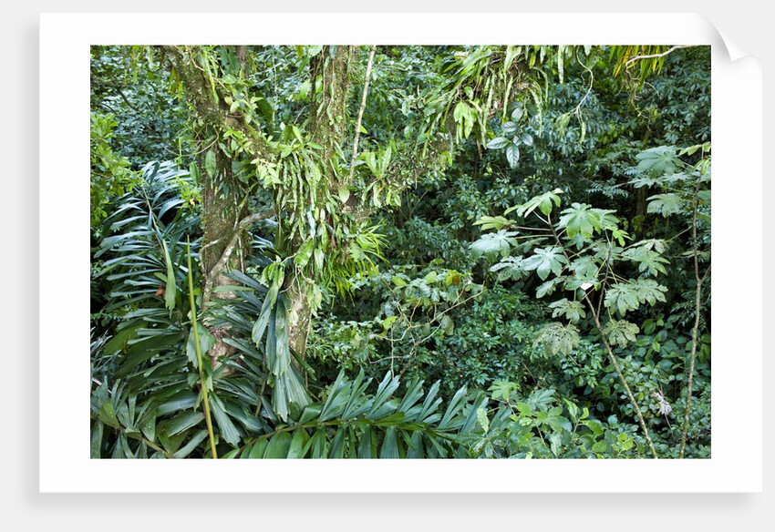 Rainforest, Costa Rica by Anonymous