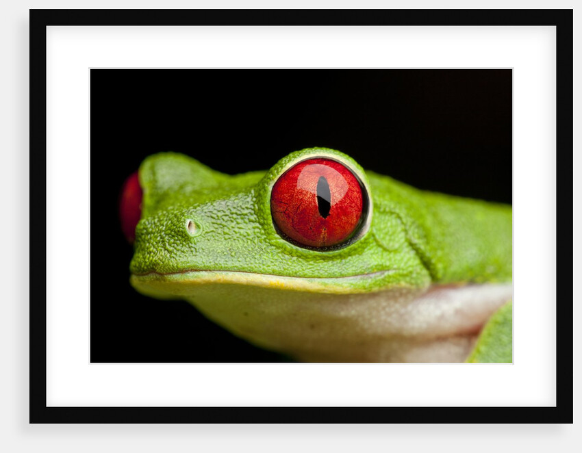 Red Eyed Tree Frog, Costa Rica by Anonymous