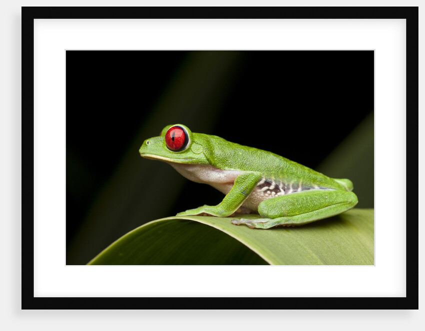 Red Eyed Tree Frog, Costa Rica by Anonymous