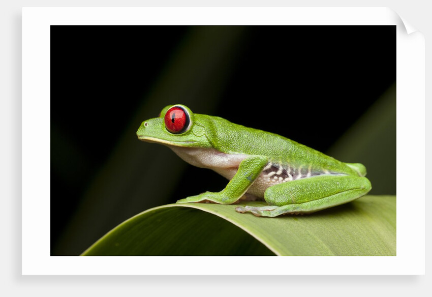 Red Eyed Tree Frog, Costa Rica by Anonymous