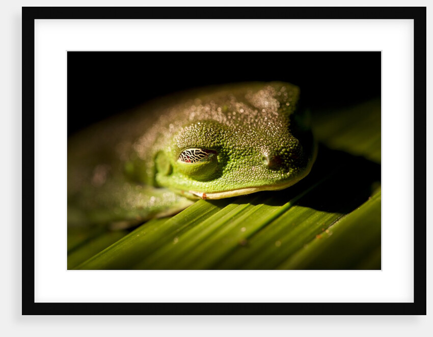 Red Eyed Tree Frog, Costa Rica by Anonymous