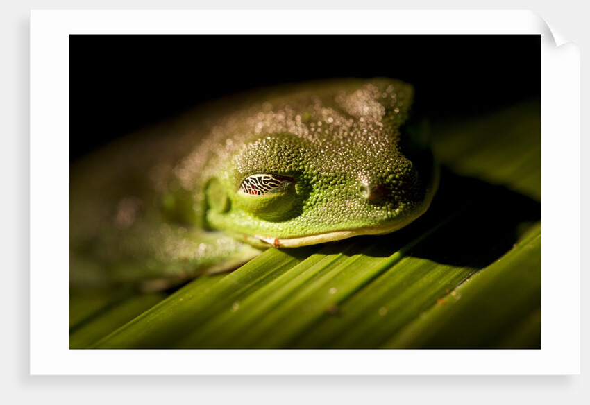 Red Eyed Tree Frog, Costa Rica by Anonymous