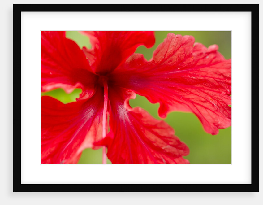 Tropical Flower, Costa Rica by Anonymous