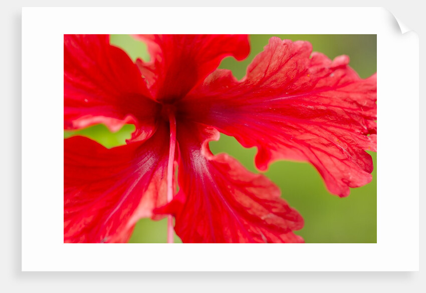 Tropical Flower, Costa Rica by Anonymous