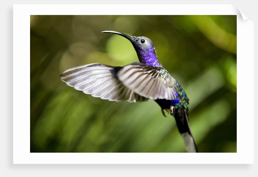 Hummingbird, Costa Rica by Anonymous