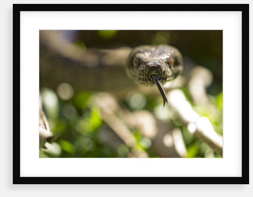 Boa Constrictor Snake, Costa Rica by Anonymous