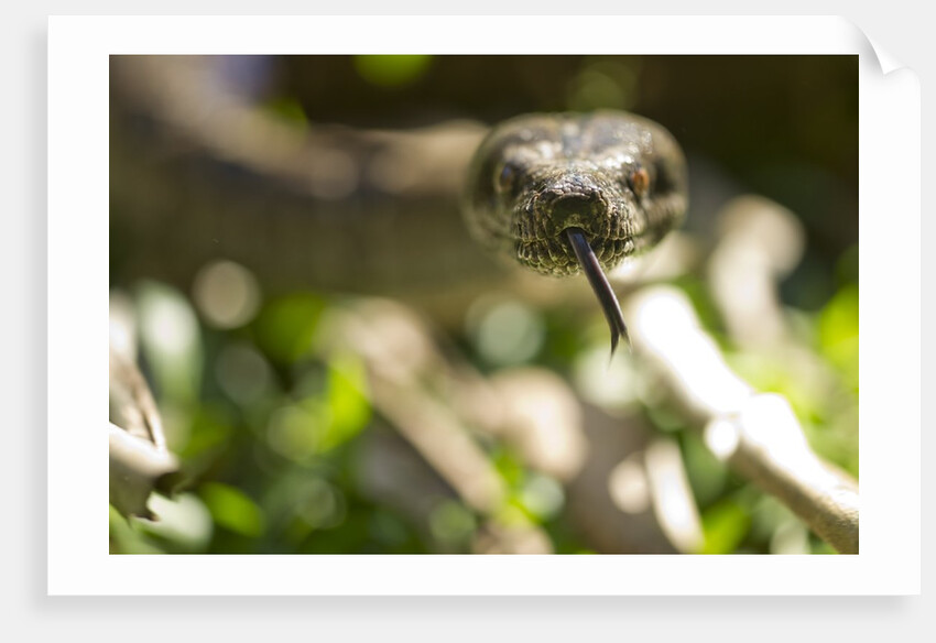 Boa Constrictor Snake, Costa Rica by Anonymous