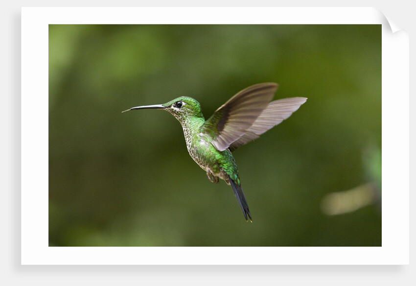 Hummingbird, Costa Rica by Anonymous