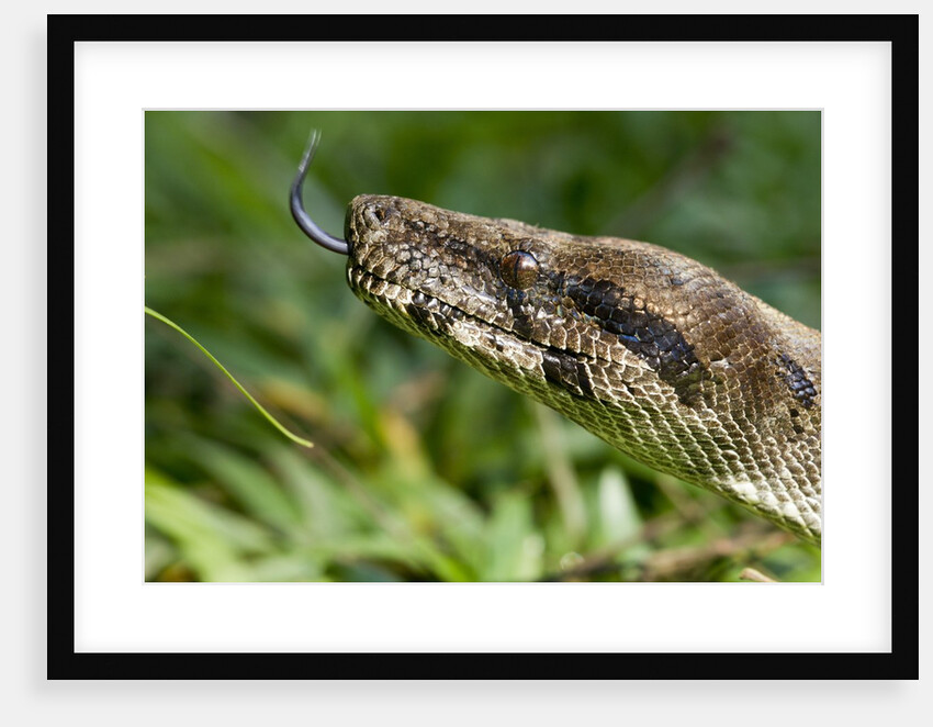 Boa Constrictor Snake, Costa Rica by Anonymous