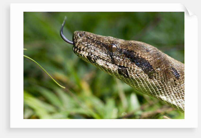 Boa Constrictor Snake, Costa Rica by Anonymous