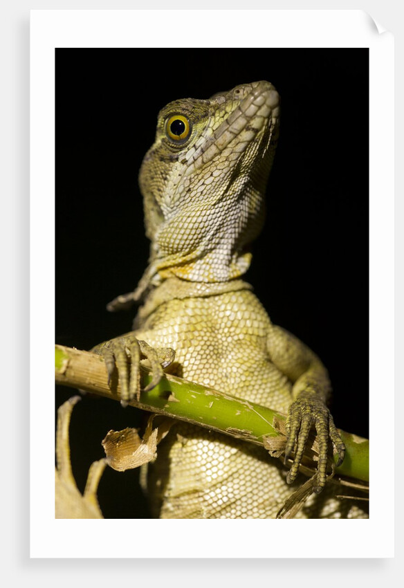 Jesus Lizard, Costa Rica by Anonymous