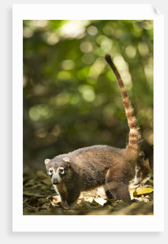 Coati, Costa Rica by Anonymous