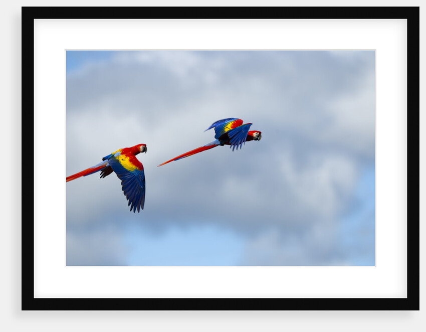 Scarlet Macaw, Costa Rica by Anonymous